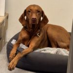 Unser Schulhund Suna hat alles genau beobachtet !